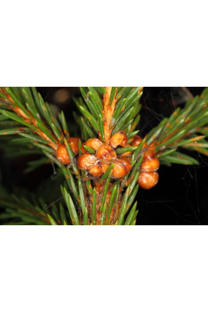 Лже-щитівки